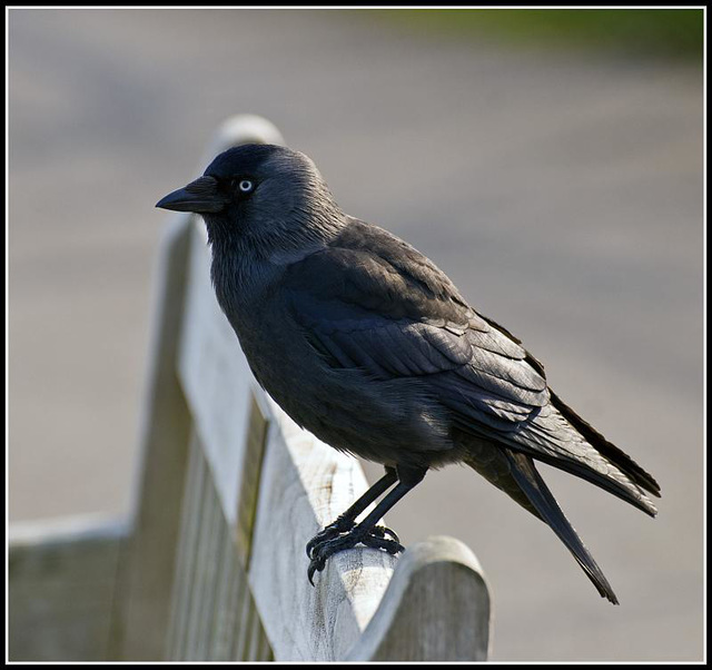 Jackdaw