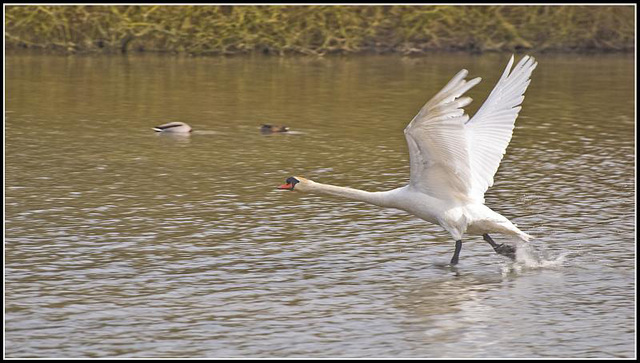 Swan - Take off