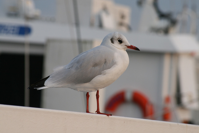 gull