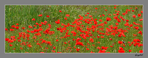 Quelques coquelicots de l'année !