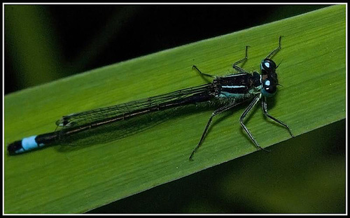 Damsel Fly