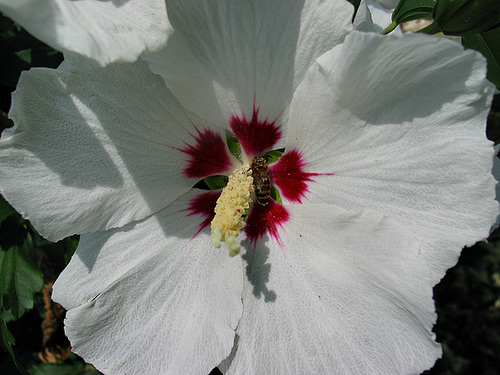 Hibiskus - Biene