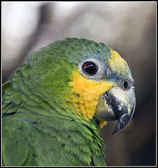 Orange Winged Amazon Parrot