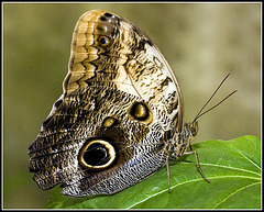 Owl Butterfly