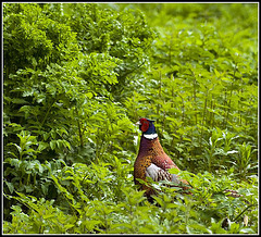 Pheasant in the Rough