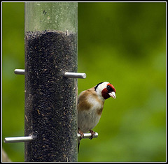 Goldfinch on Feeder