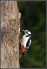 Greater Spotted Woodpecker