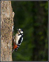 Greater Spotted Woodpecker