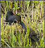 Moorhen family group