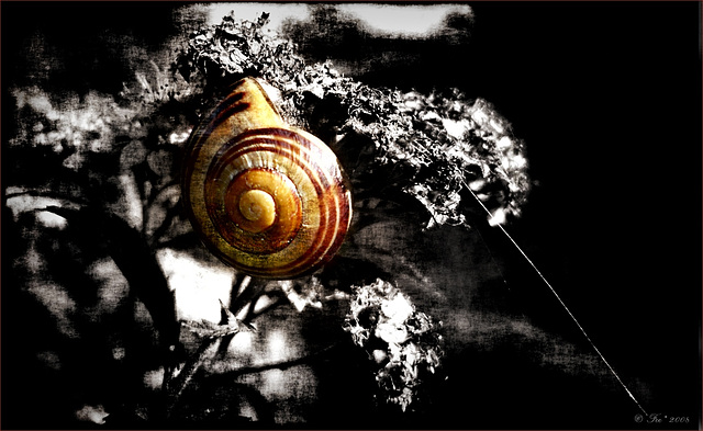 Snail