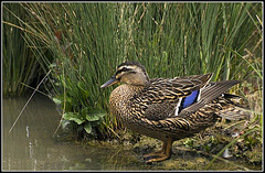 Female Mallard