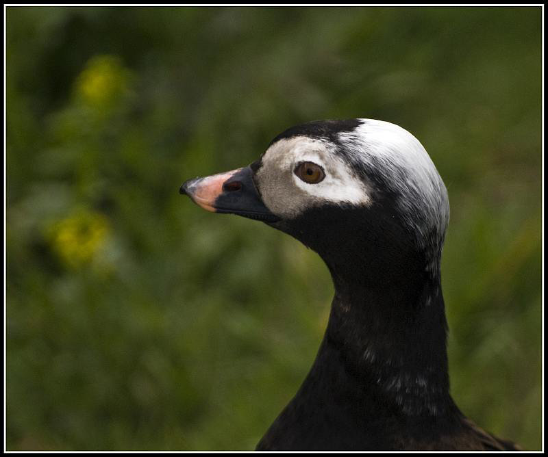 Long-Tailed Duck