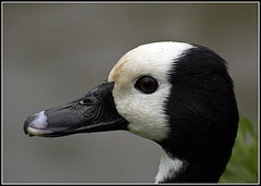 White Faced Whistling Duck