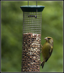 Greenfinch on Feeder