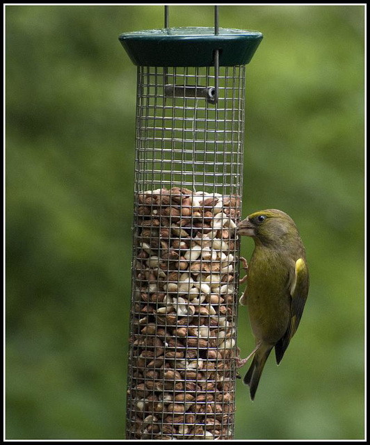 Greenfinch on Feeder