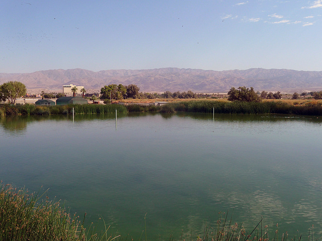 Coachella Valley Wild Bird Center (1467)