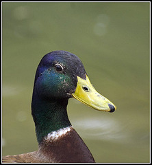 Mallard