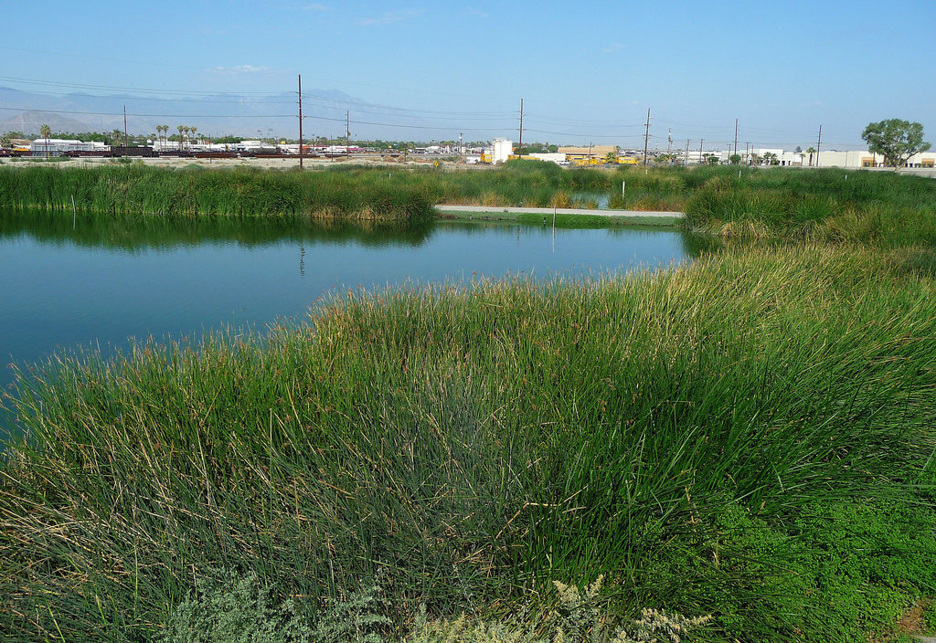 Coachella Valley Wild Bird Center (1469)