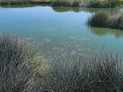 Coachella Valley Wild Bird Center (1470)