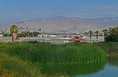 Coachella Valley Wild Bird Center (1471)