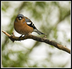 Chaffinch