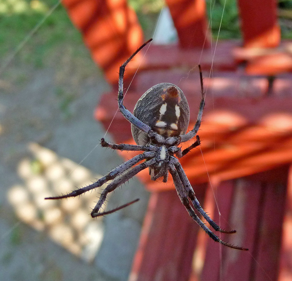 Spider (1420)