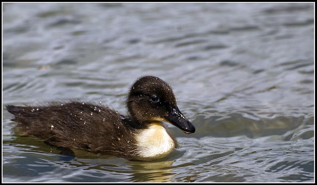 Baby Duck