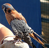 American Kestrel (1456)