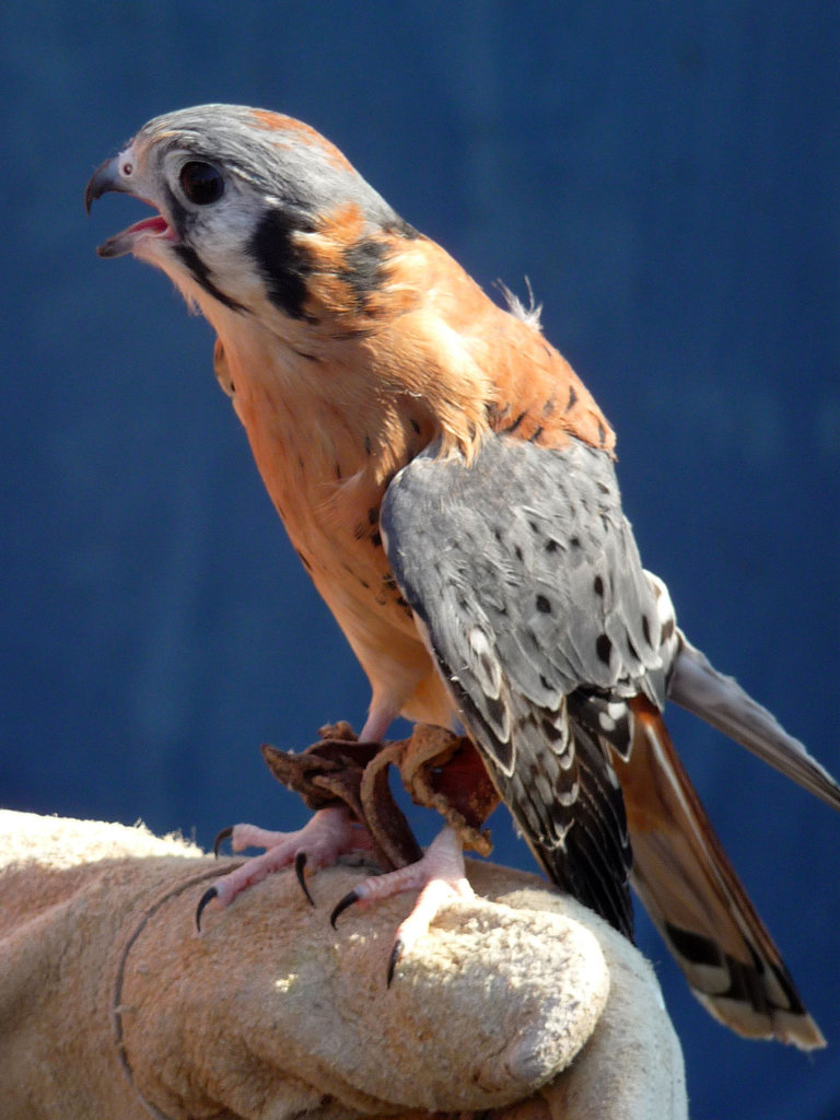 American Kestrel (1458)