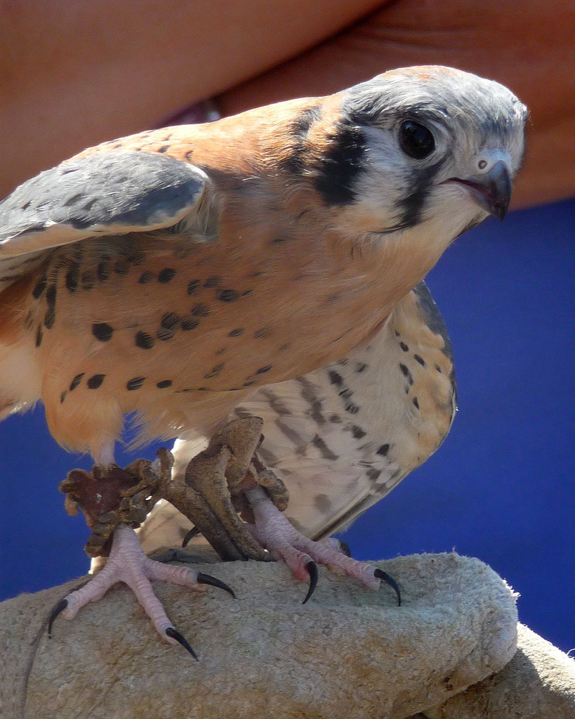 American Kestrel (1460)