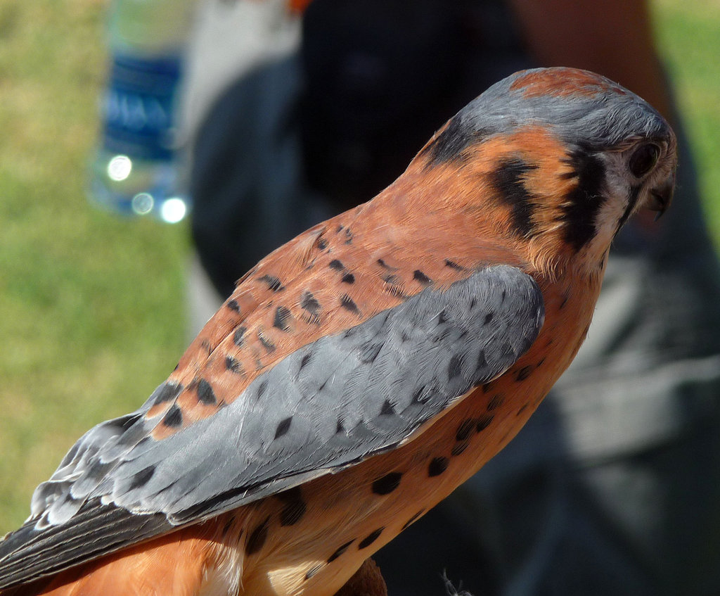 American Kestrel (1461)