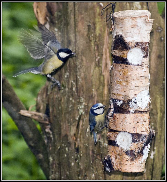 Blue Tit & Great Tit on Feeder