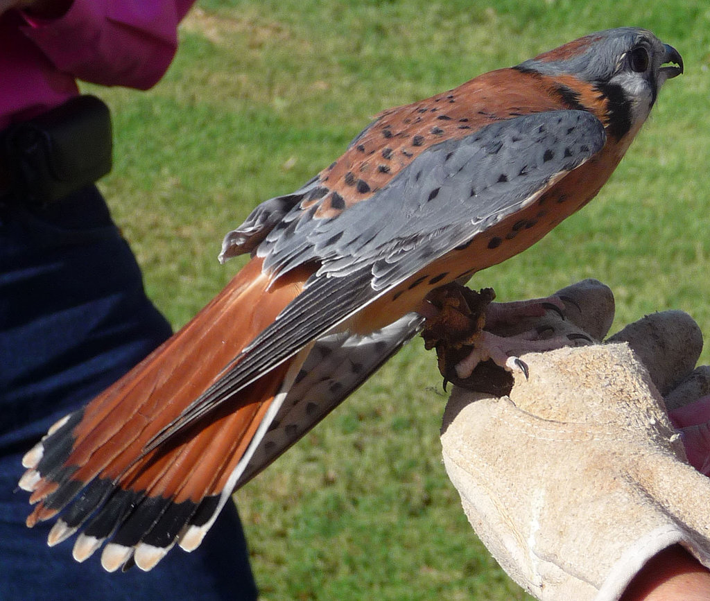 American Kestrel (1462)