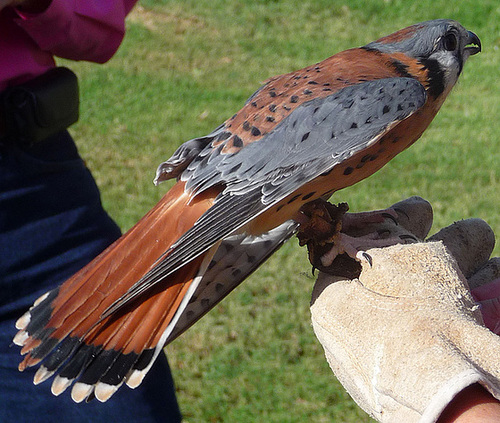 American Kestrel (1462)