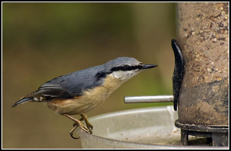 Nuthatch on Feeder