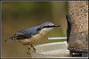 Nuthatch on Feeder