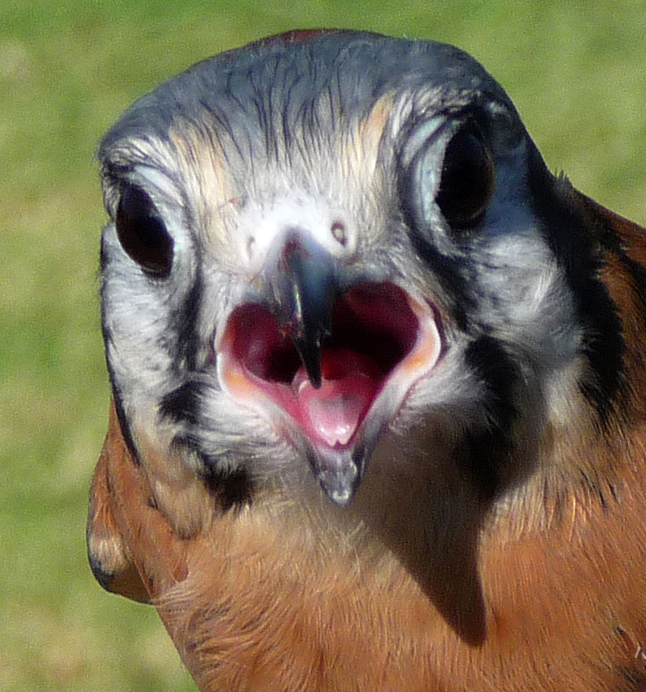 American Kestrel (1464A)