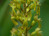 Common Twayblade