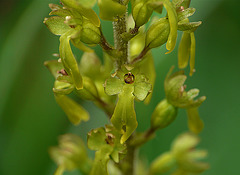 Common Twayblade