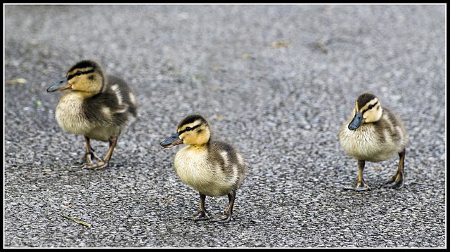 Baby Ducks