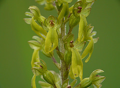 Common Twayblade