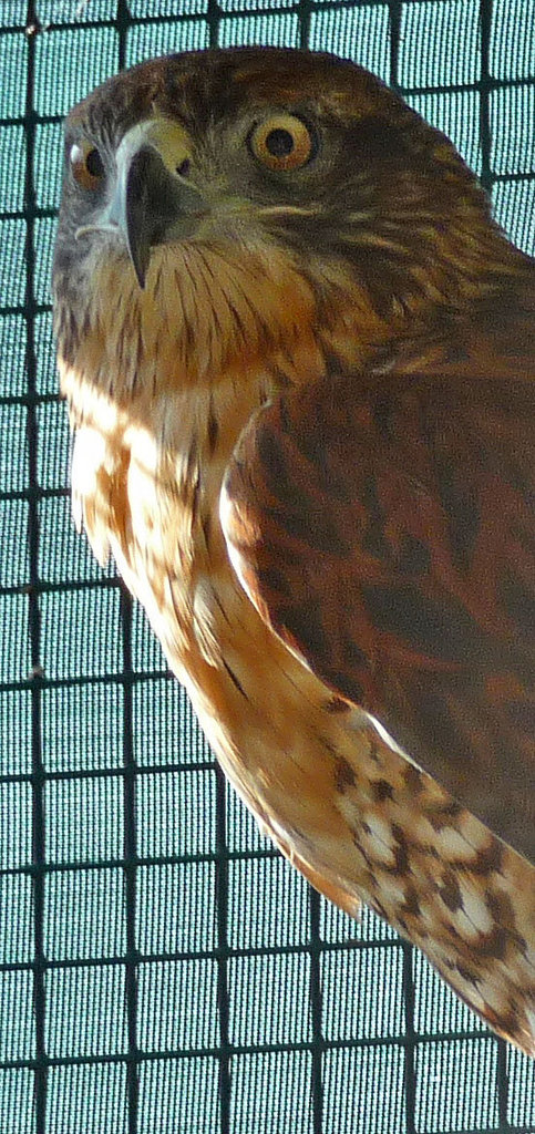 Ferruginous Hawk (1437)