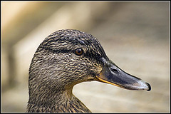 Female Mallard