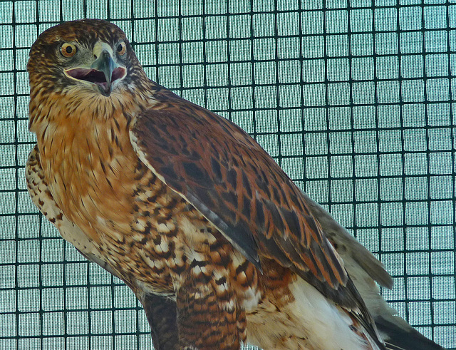 Ferruginous Hawk (1439)