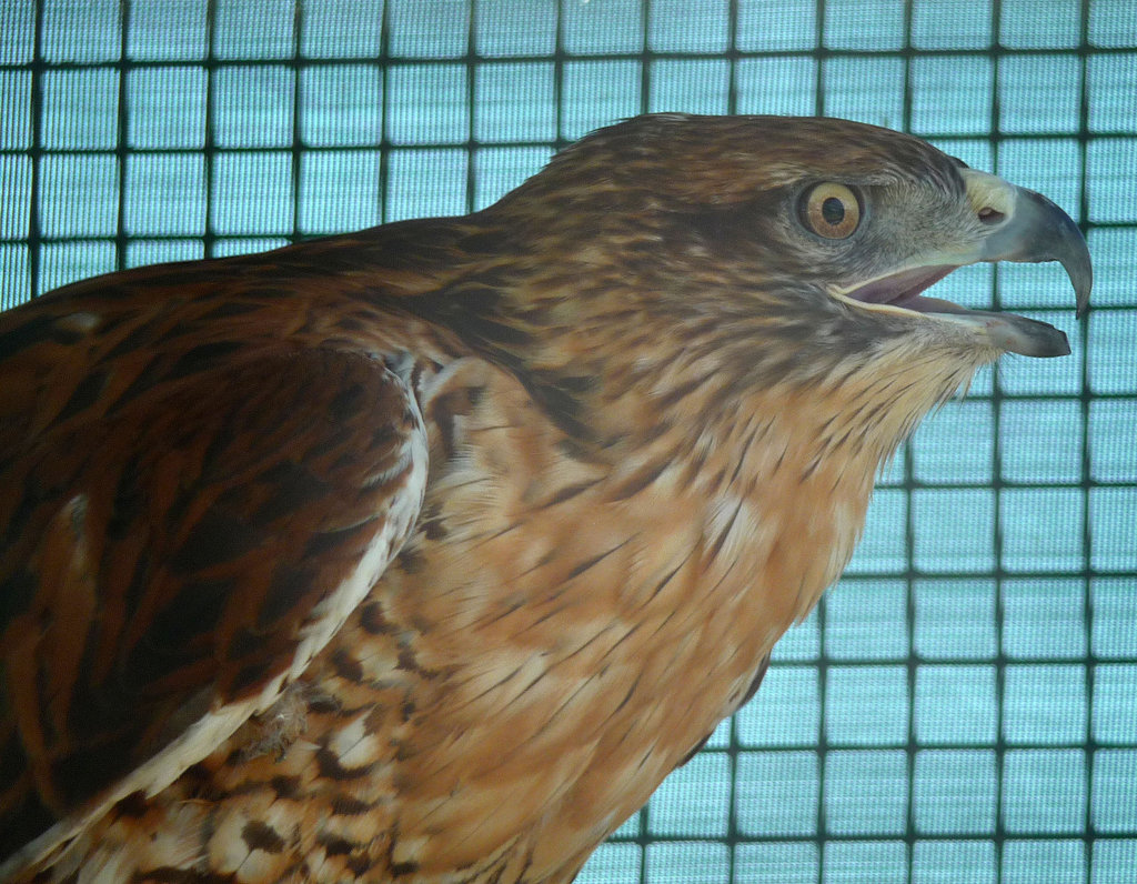 Ferruginous Hawk (1440)