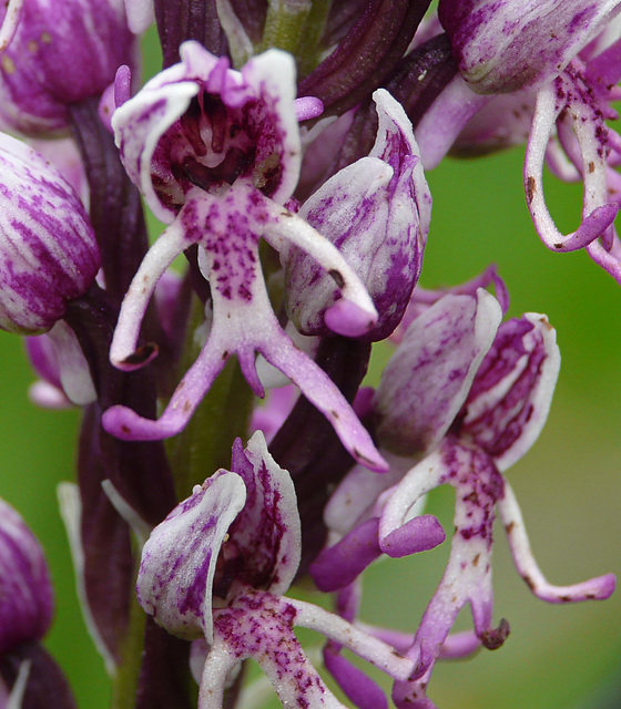 Monkey Orchid