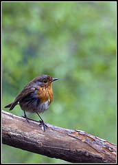 Robin