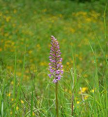 Fragrant Orchid