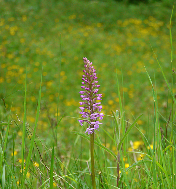 Fragrant Orchid