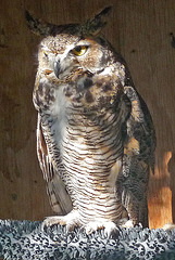 Owl (1423)